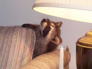 CREATURES *** 1999 Raccoons, Ta...